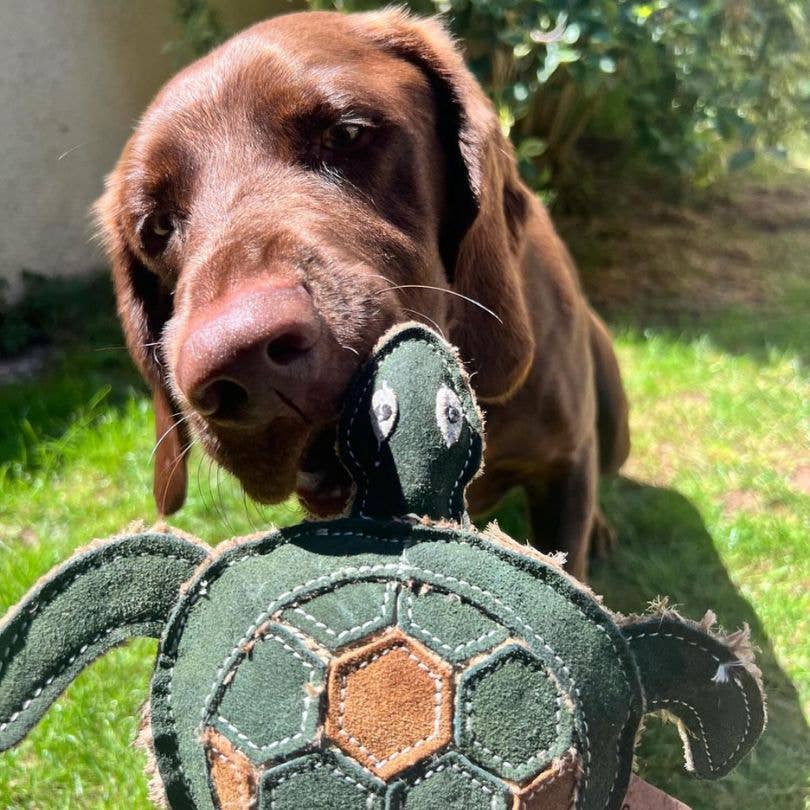 Tara Turtle - Eco Friendly Dog Toy