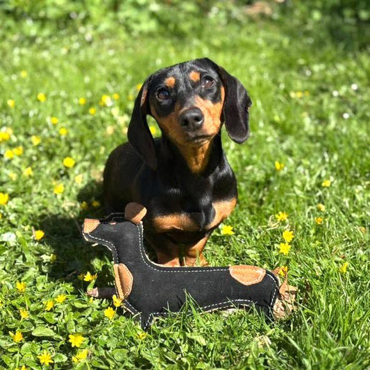 Douglas Dachshund - Eco Friendly Dog Toy