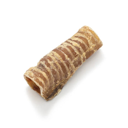 Trachea - 15cm