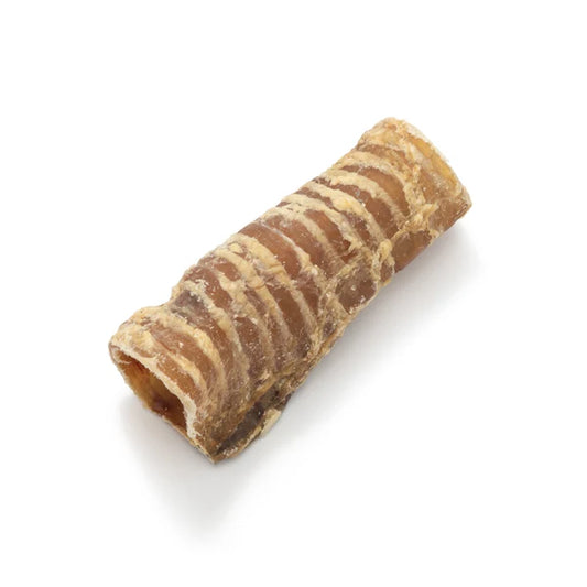 Trachea - 15cm