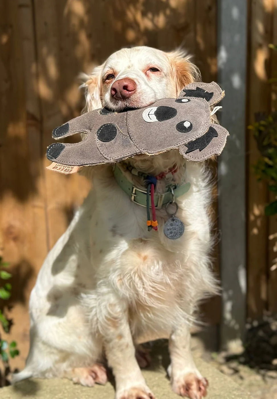 Kelvin Koala - Eco Friendly Dog Toy