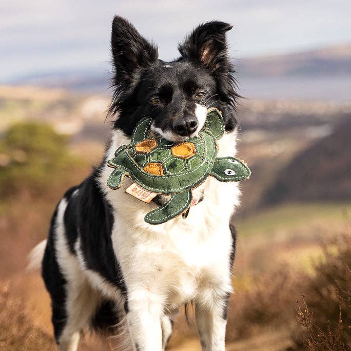 Tara Turtle - Eco Friendly Dog Toy