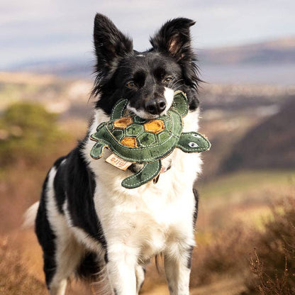Tara Turtle - Eco Friendly Dog Toy